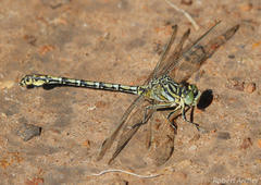 Ceratogomphus pictus