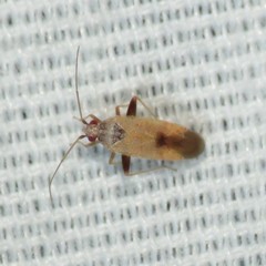 Parthenicus wheeleri