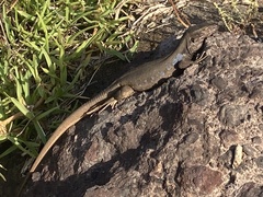 Gallotia galloti galloti