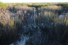 Cotyledon orbiculata spuria