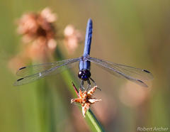 Trithemis dorsalis