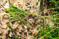 Trachyandra filiformis