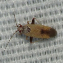 Parthenicus wheeleri