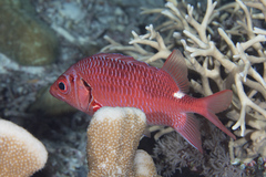 Sargocentron violaceum