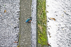 Alcedo atthis