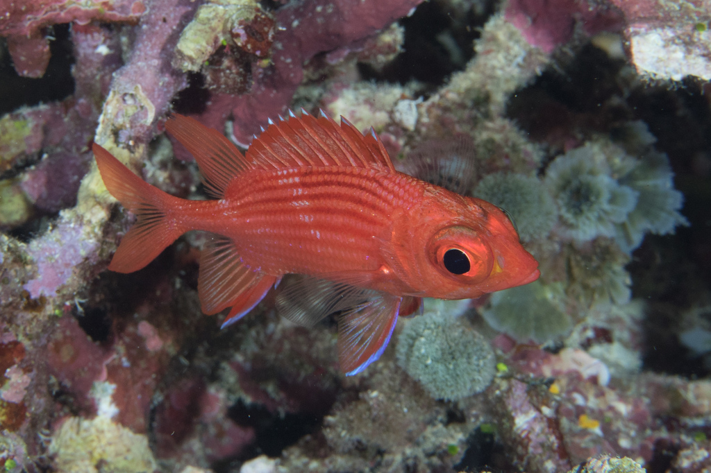 Pink squirrelfish (Sargocentron tiereoides) — Holocentridae