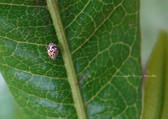 Psyllobora vigintimaculata