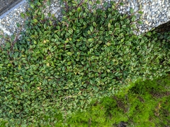 Cotoneaster morrisonensis