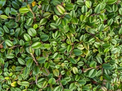 Cotoneaster morrisonensis