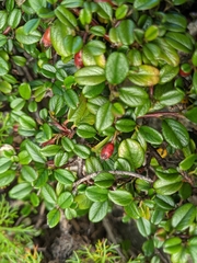 Cotoneaster morrisonensis
