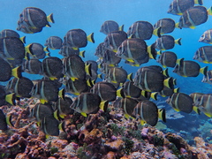 Acanthurus guttatus