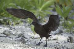 Puffinus nativitatis