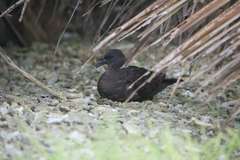 Puffinus nativitatis