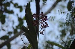 Vanda