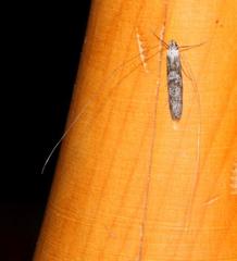 Adelidae