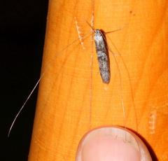 Adelidae