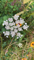 Daucus carota