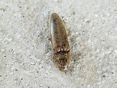 Gambrinus griseus