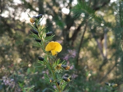 Gompholobium grandiflorum