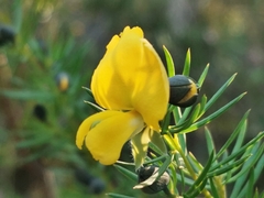 Gompholobium grandiflorum