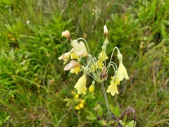 Primula sikkimensis