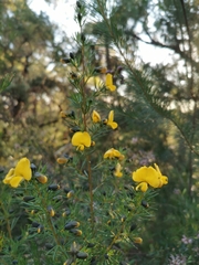 Gompholobium grandiflorum