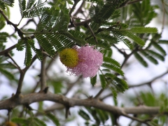 Dichrostachys