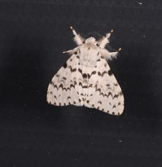 Lymantria pelospila