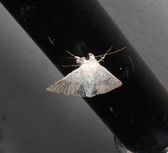 Pandesma submurina