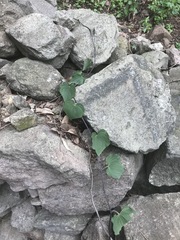 Dioscorea galeottiana