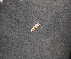 Stathmopoda megathyma