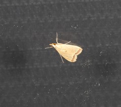 Autocharis mimetica
