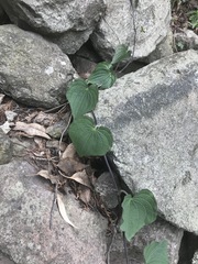 Dioscorea galeottiana