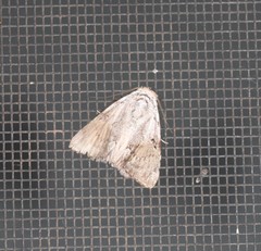 Barasa cymatistis