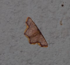 Chrysocraspeda aurimargo