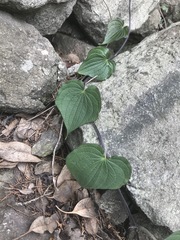 Dioscorea galeottiana