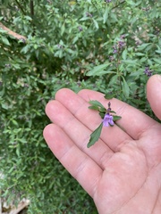 Prostanthera lanceolata
