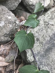 Dioscorea galeottiana