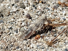 Trimerotropis californica