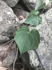 Dioscorea galeottiana