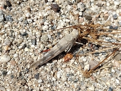 Trimerotropis californica