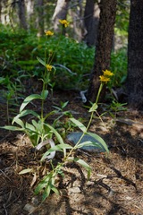 Arnica longifolia