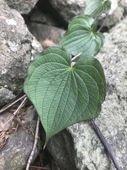 Dioscorea galeottiana