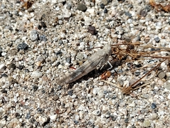 Trimerotropis californica