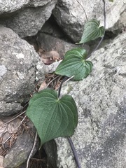 Dioscorea galeottiana