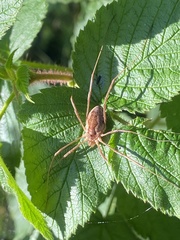 Mitopus