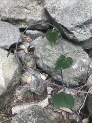 Dioscorea galeottiana