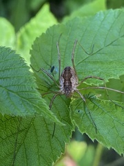 Mitopus