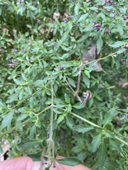 Prostanthera lanceolata