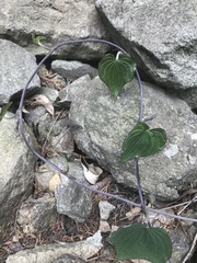 Dioscorea galeottiana
